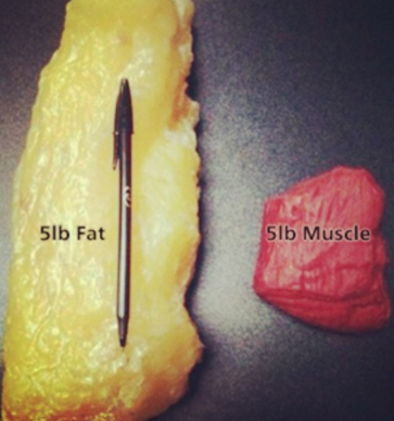 Muscle Density vs. Fat Density: Why Volume Matters More Than Weight - BodyCompCheck