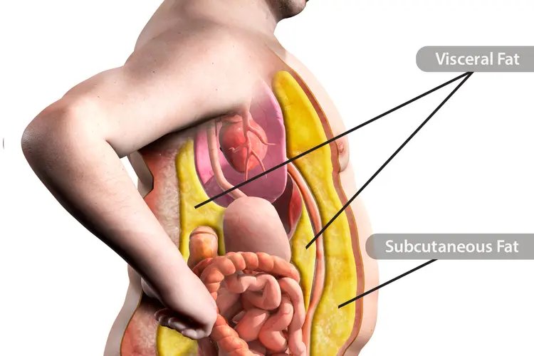 Visceral Fat vs. Subcutaneous Fat: Why Your Scale Can't Tell the Difference